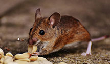 24 Hour & Emergency Exterminators in Java Village, NY